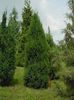 Juniperus foetidissima Karaca Blue
