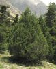 Juniperus foetidissima