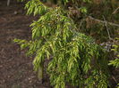 juniperus formosa