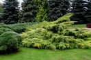 juniperus media Mordigan Gold