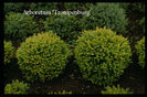 Picea abies compacta