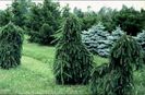 Picea abies Inversa