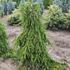 Picea abies Pendula