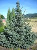 Picea chihuahuana