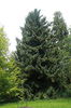 Picea glehnii
