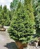 Picea orientalis Nana