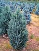 Picea pungens Iseli fastigiata