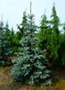Picea pungens Thomsen