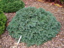 Picea pungens Waldbrunn