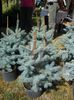 Picea punges Barabits Blue
