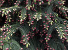 Picea wilsonii