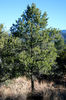 Pinus edulis