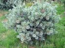 Pinus flexilis Pygmaea