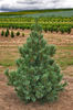 Pinus flexilis Vanderwolf's Pyramid