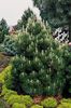Pinus leucodermis Compact Gem