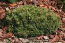 Pinus mugo Paradekissen