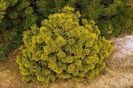 Pinus mugo Winter Gold