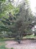 Pinus parviflora Brevifolia