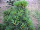 Pinus peuce Nana