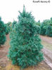Pinus strobus Torulosa