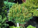 Pinus sylvestris Kelpie
