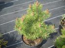 Pinus sylvestris Rita