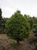 Pinus sylvestris Saxatilis
