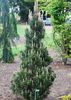 Pinus thunbergii Kotobuki