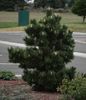 Pinus thunbergii Thunderhead