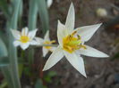 Tulipa Turkestanica (2014, March 23)