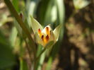 Tulipa Turkestanica (2014, March 23)