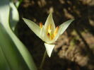 Tulipa Turkestanica (2014, March 23)
