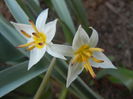 Tulipa Turkestanica (2014, March 23)