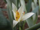 Tulipa Turkestanica (2014, March 24)