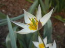 Tulipa Turkestanica (2014, March 27)