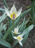 Tulipa Turkestanica (2014, March 27)