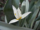 Tulipa Turkestanica (2014, March 27)