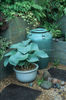 Blue-Hosta-Container-Garden-5133