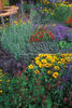 Colorful-Garden-22174