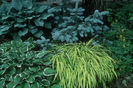 Hostas-Blue-spruce-Ornamental-Grass-Garden-3408