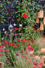 Hot-Color-Theme-Garden-36062