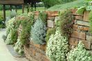 main herb rock wall