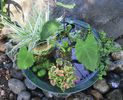 pondpot_intermediate_lg