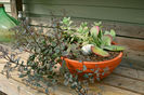 Succulent-plants-in-a-container