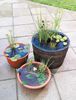 WaterGarden_LeadVertical