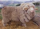 Australian Merinos deosebit
