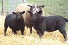 Blue Texel si miei Zwartbles negrii