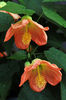Abutilon_LuckyLanternTangerine1