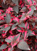 Alternanthera_RaspberryRum
