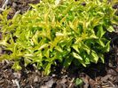 Alternanthera_TrueYellow
